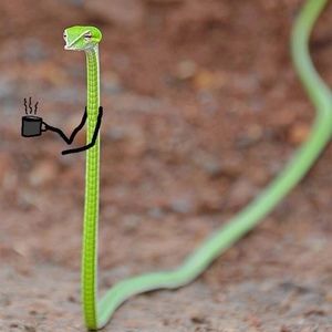 Meet your Posher, Allie